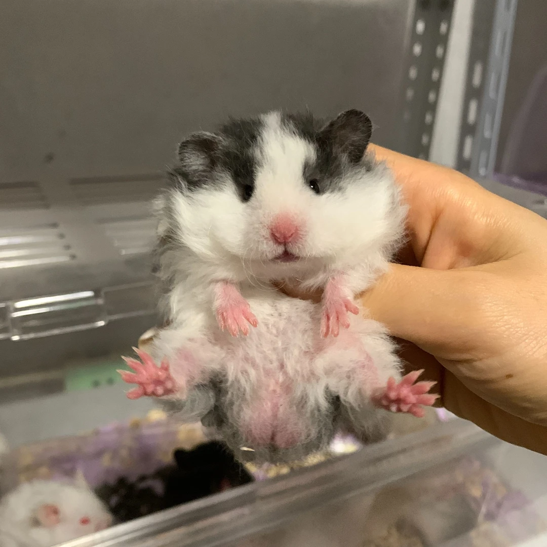 【顺丰包邮】随便花的小熊/眼线熊长毛金丝熊波利熊短毛熊三花玳瑁