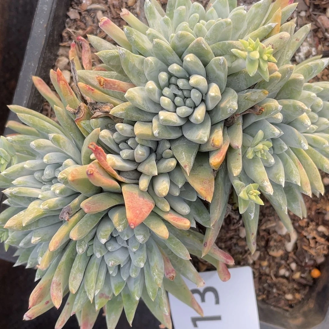 【闪购商品】6313花朵白姆