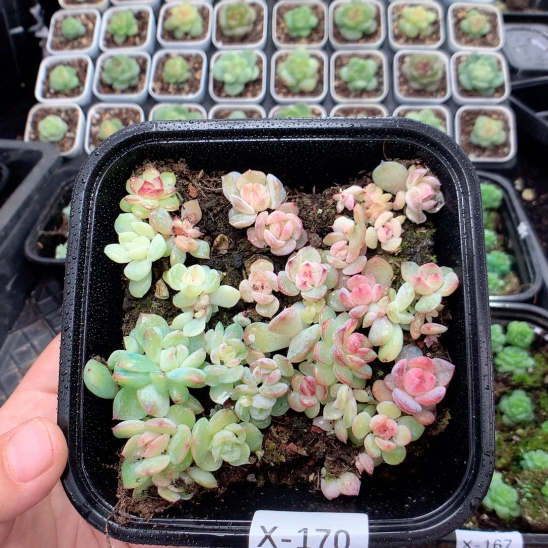 无花朵X170英语英语