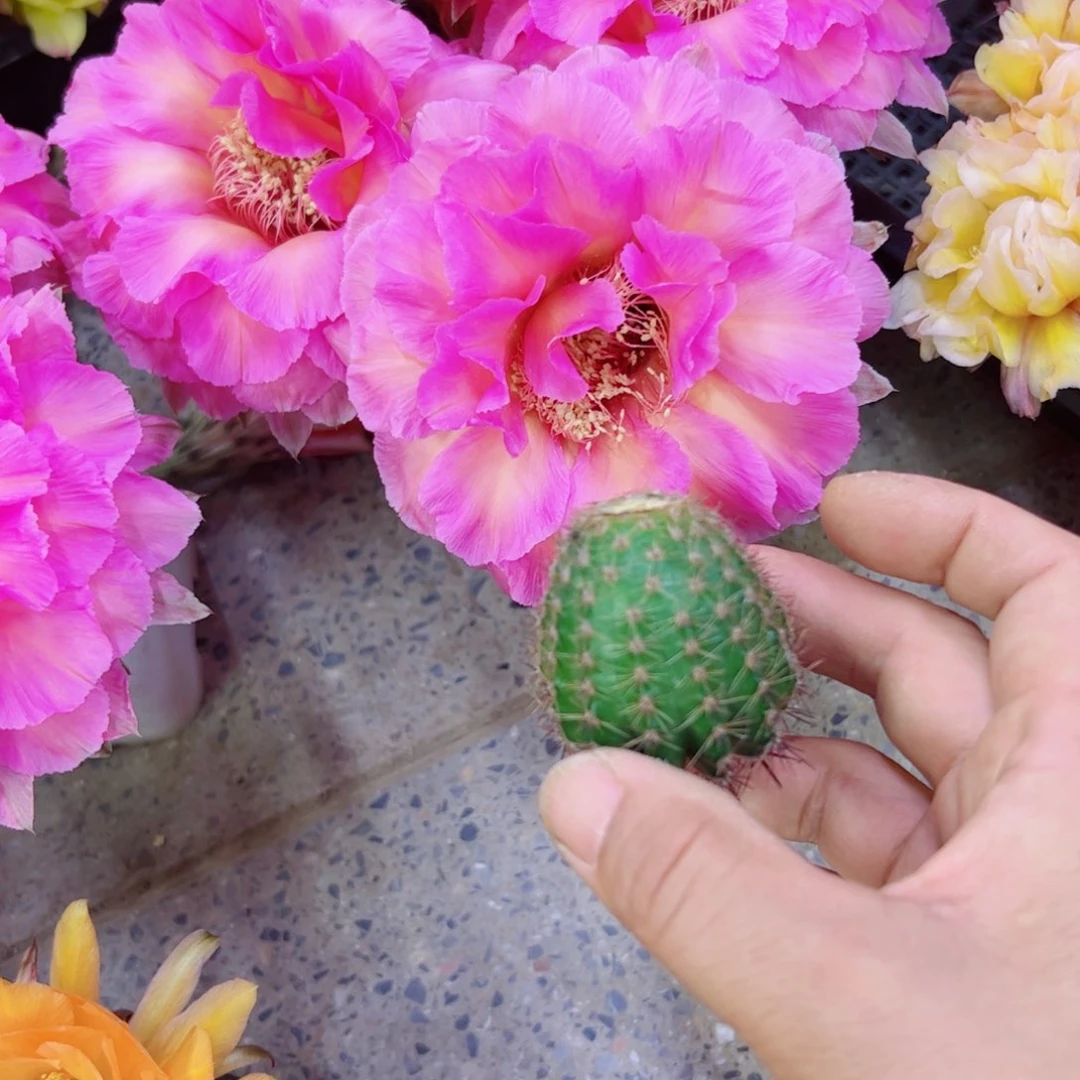 下1彩草国色歪无根侧芽4公分左右20包邮