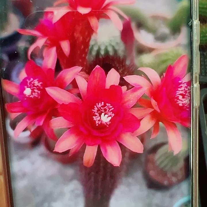 金妞摩尔紫色侧芽拍一发二