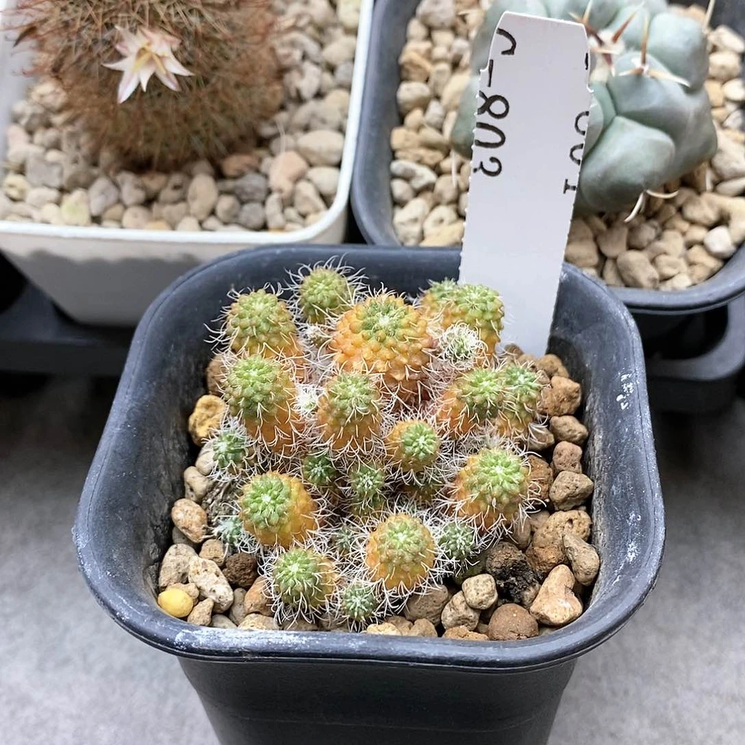 G803花油专拍仙人球开花