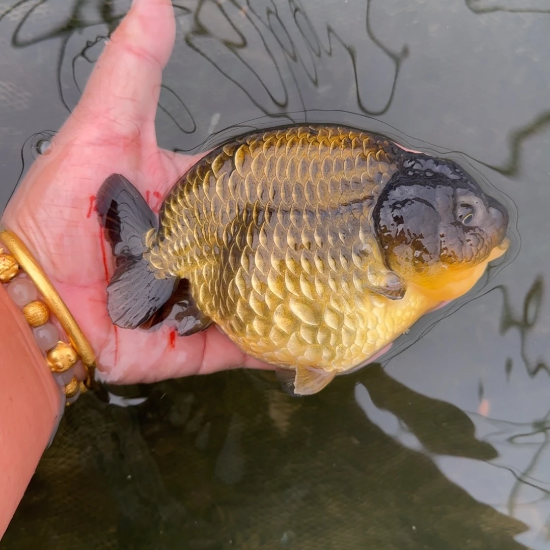 金鱼004大青皮兰寿金鱼
