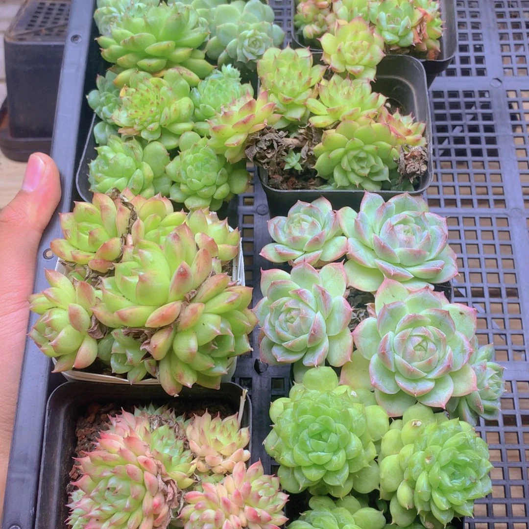 我也不知道我为什么要这样048