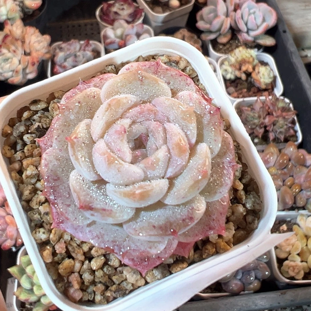 034号日系纯爱一物一拍满18包邮