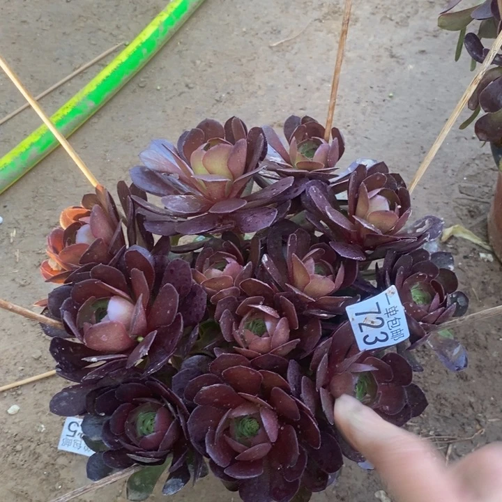 723万圣铜绣球多肉