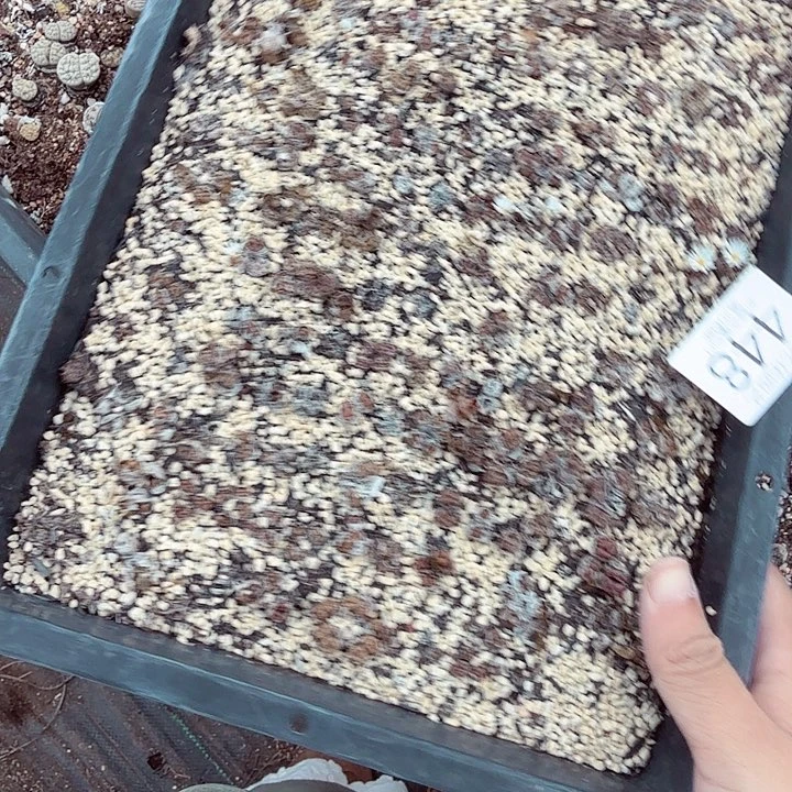 哈哈笑不出话就笑道448