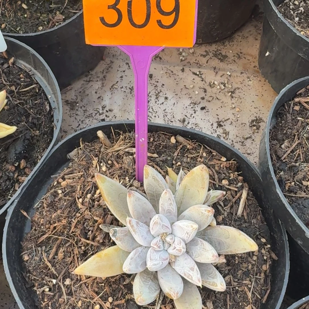 多肉植物漂亮多肉309