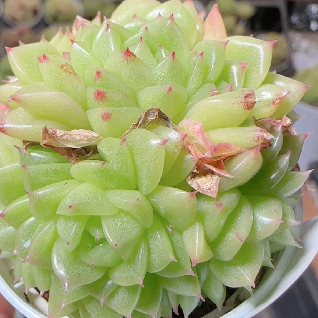 花语逸镜1101-20散