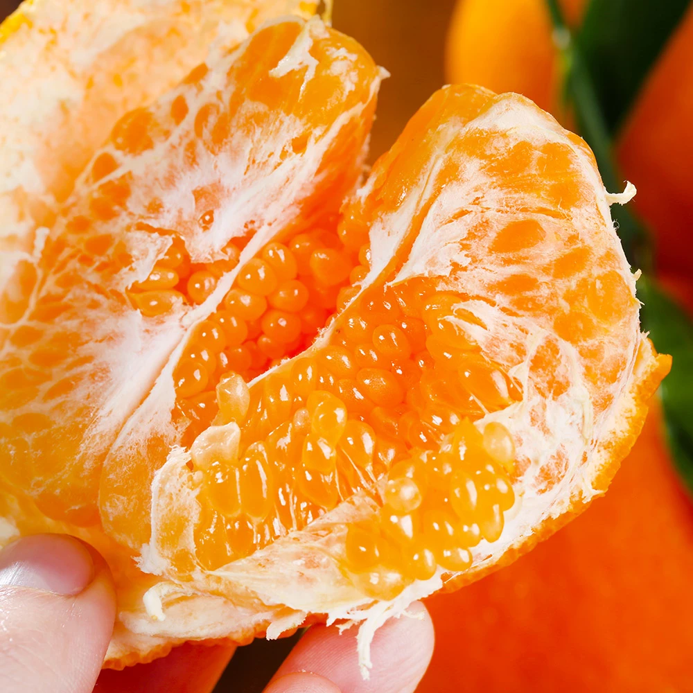 【路遥专属】四川眉山春见耙耙柑 2/5/8斤 单果70mm起