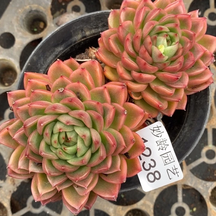 1238杂交老桩基地～11厘米