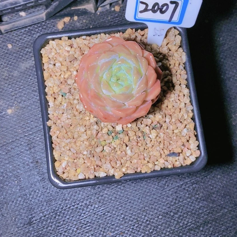 【闪购商品】蒙****郎2007
