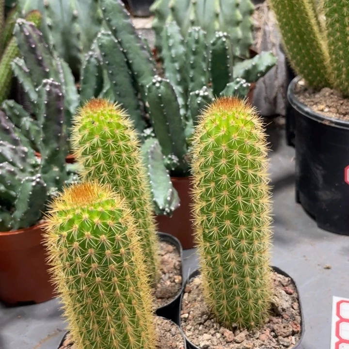 人鱼金妞新品自根一杯9.99