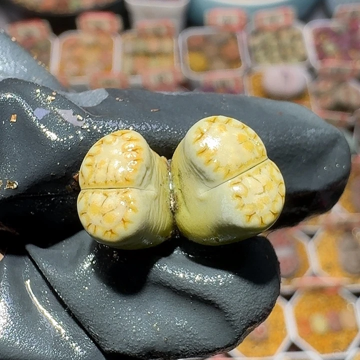 生石花23:：。    393号