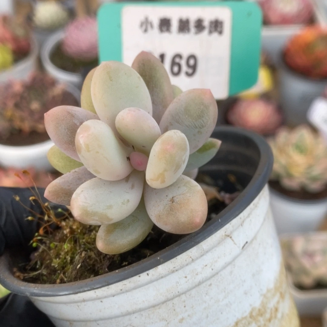 169彩虹杂锦锦锦锦锦