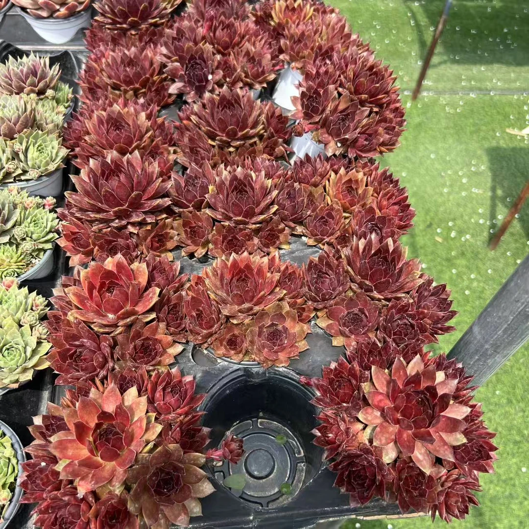 9厘米盆 多头 萨拉玛雅 带盆栽好发货