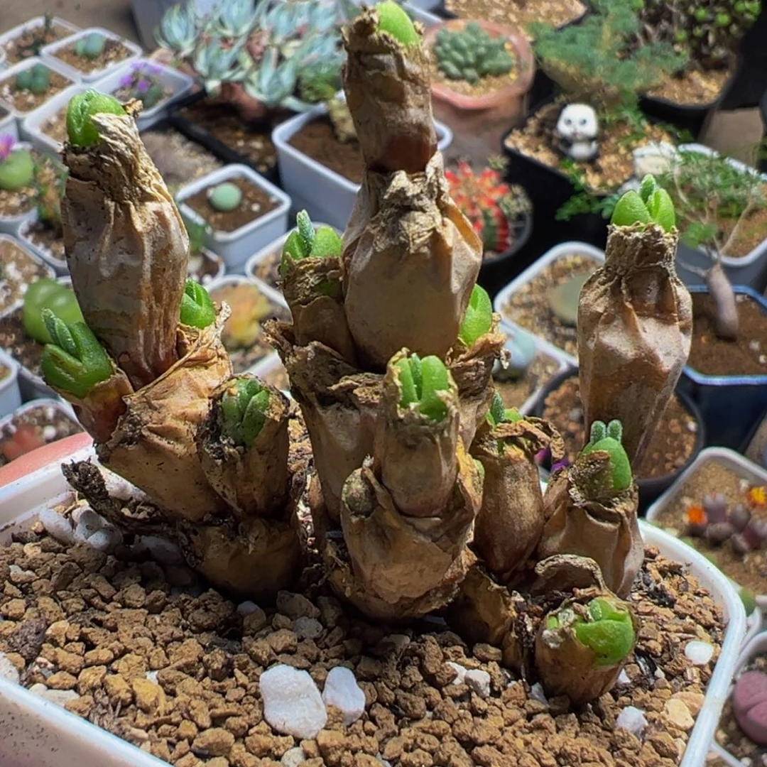 051多肉植物种类多样