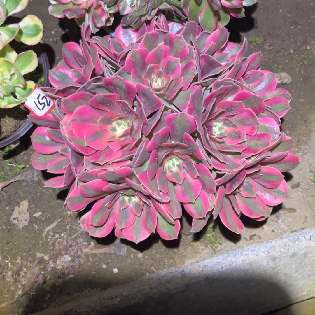 152多肉植物粉女妖