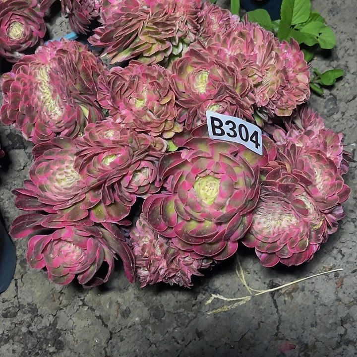 半糖荔枝28-39包邮