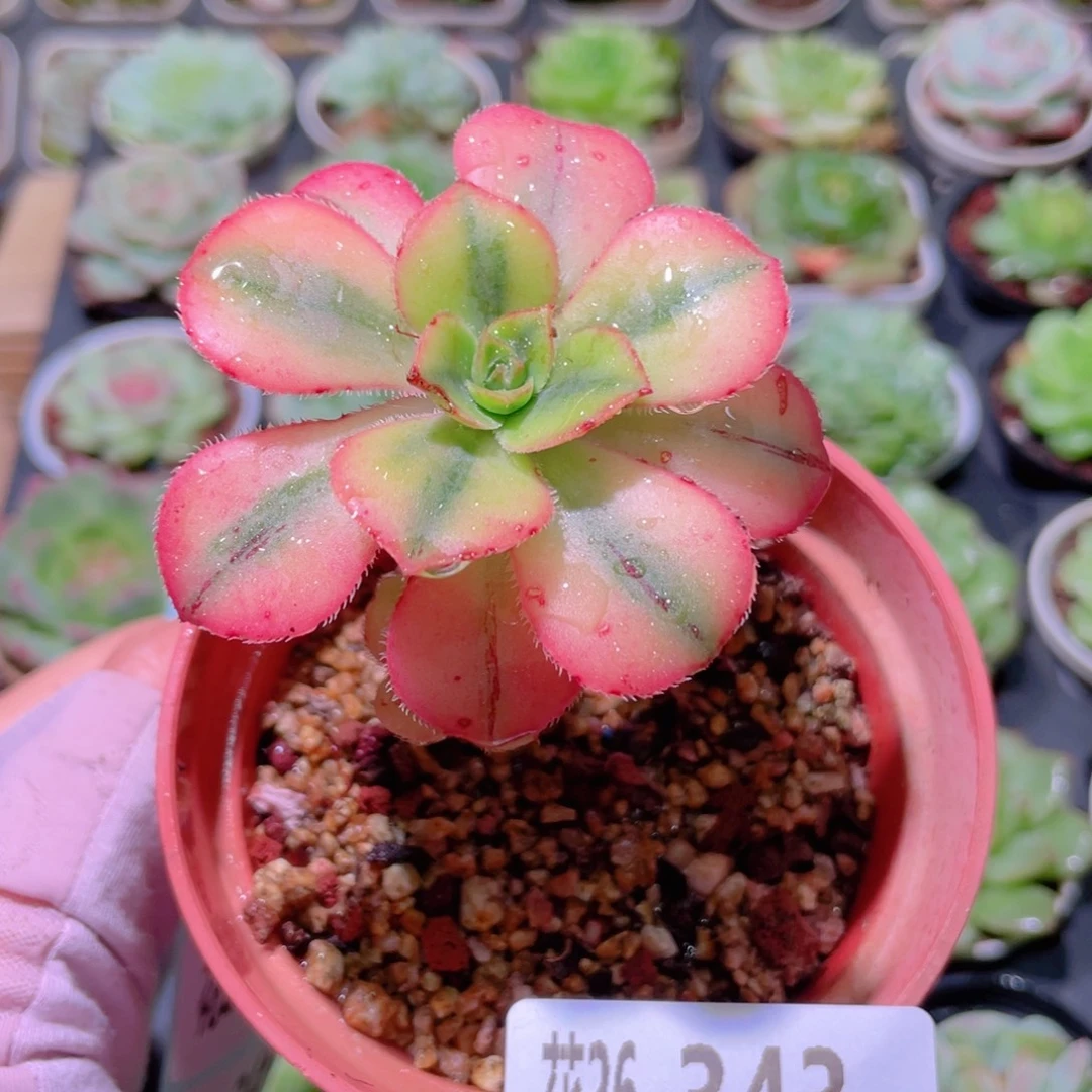 花利美26-343星爆法师