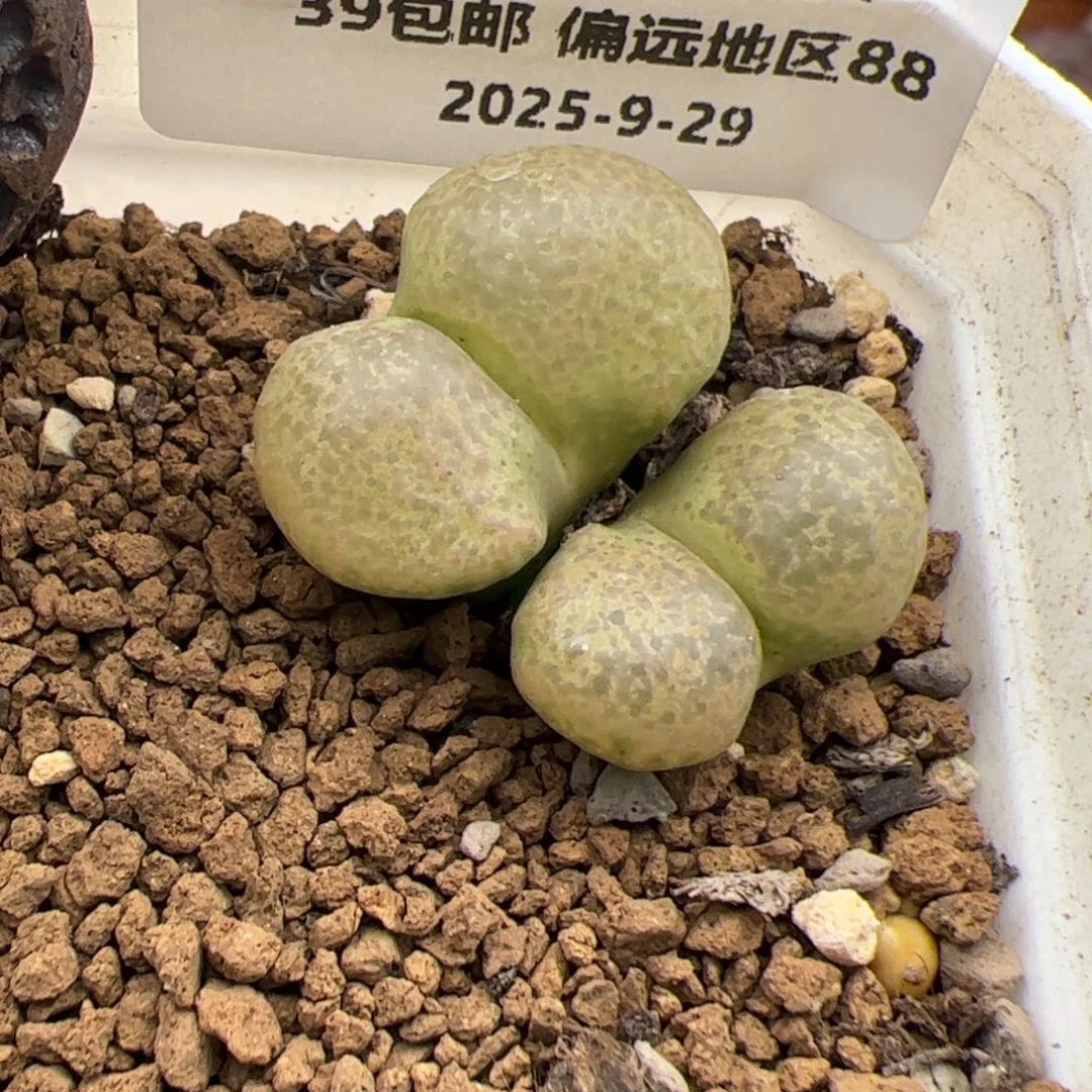 0252号 风铃杂交多肉植物
