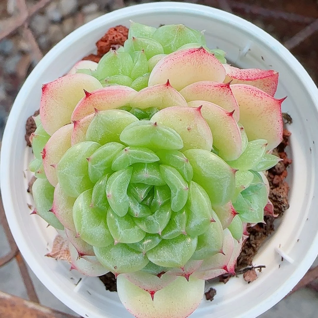 【闪购商品】0613-54福利