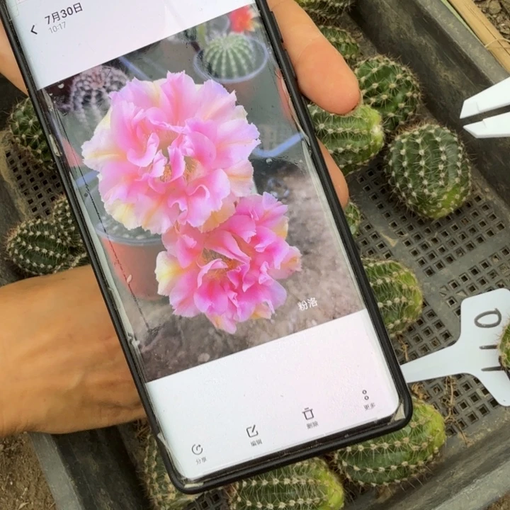 粉落无根侧牙一颗3公分