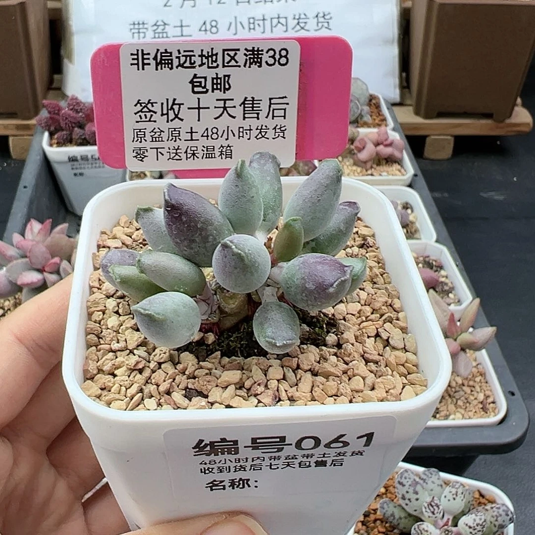 061艺妓海豹多肉