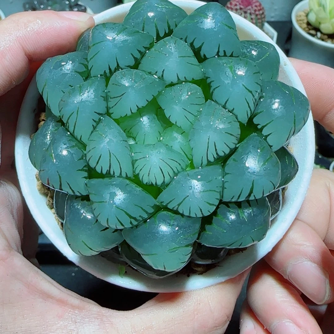 大母本冰灯多肉