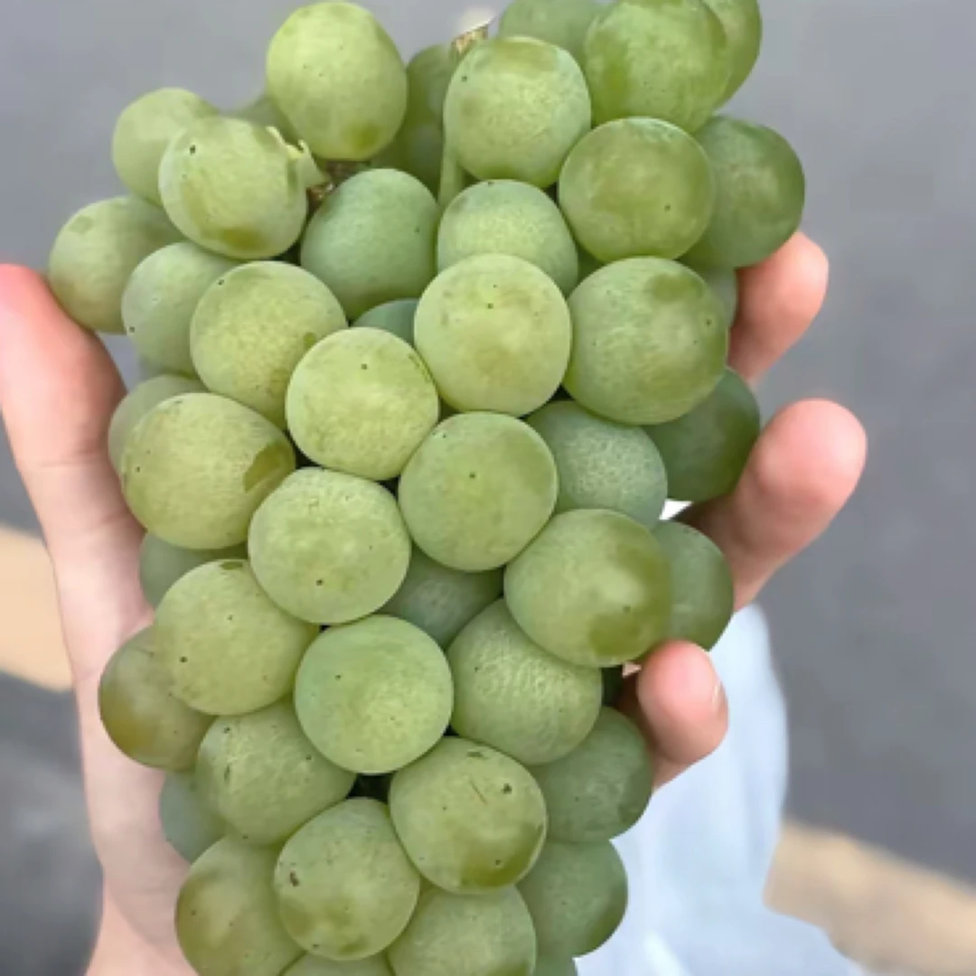 （兴义同城）水晶葡萄约1斤贵州省