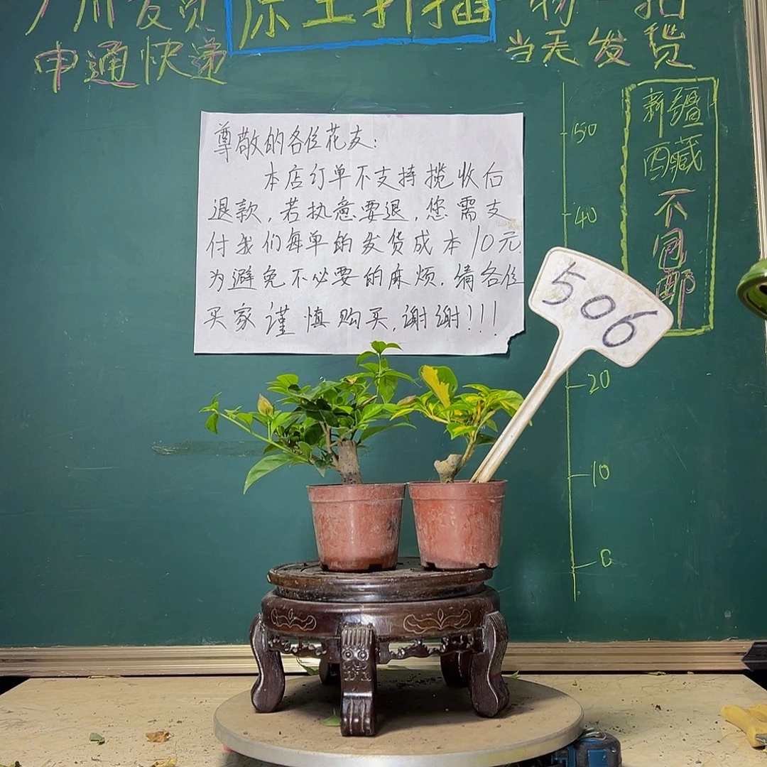 当前无花栽培后可以开花巴西紫掌中宝 金心橙白掌中宝506