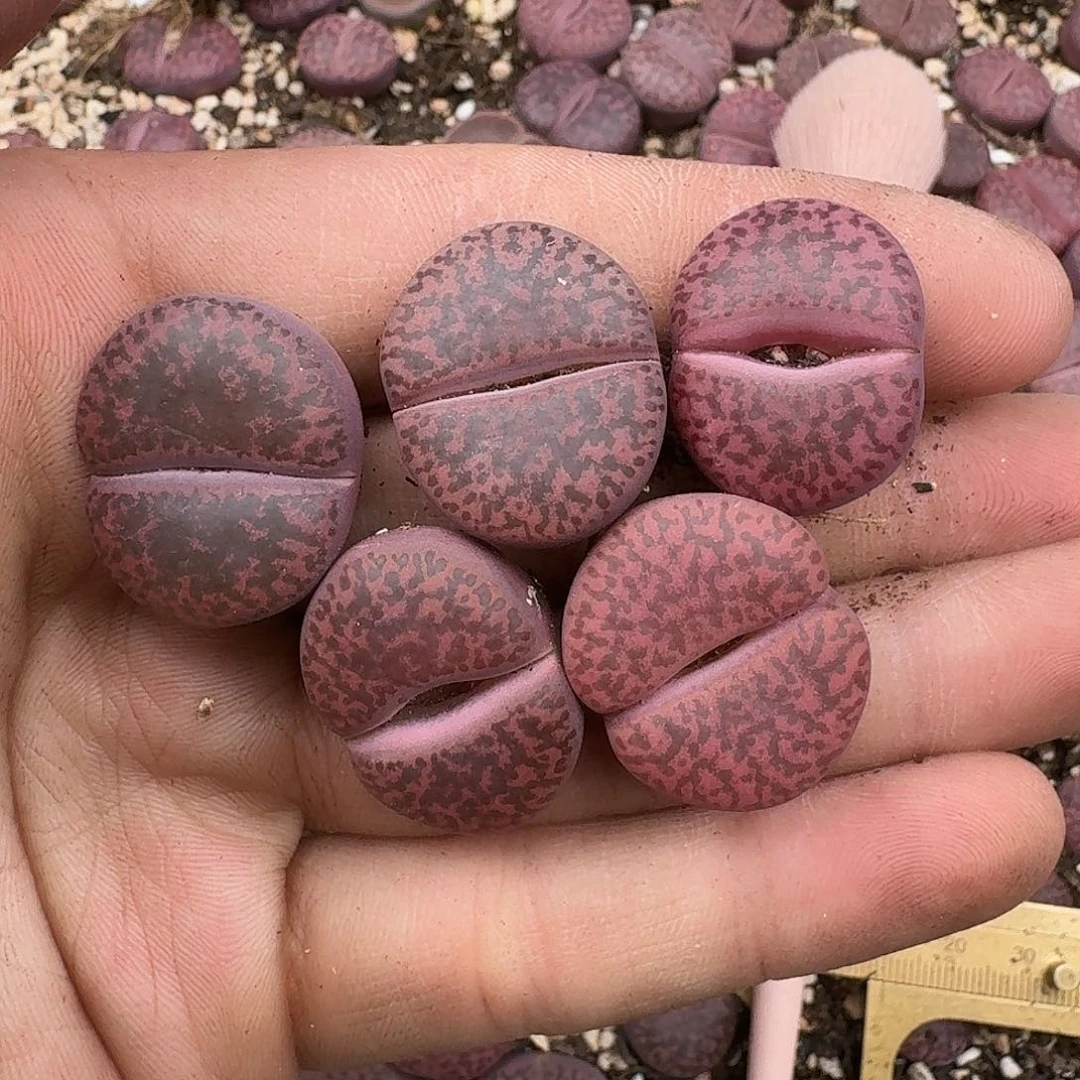 金****147  满18 包邮保温袋联系客服