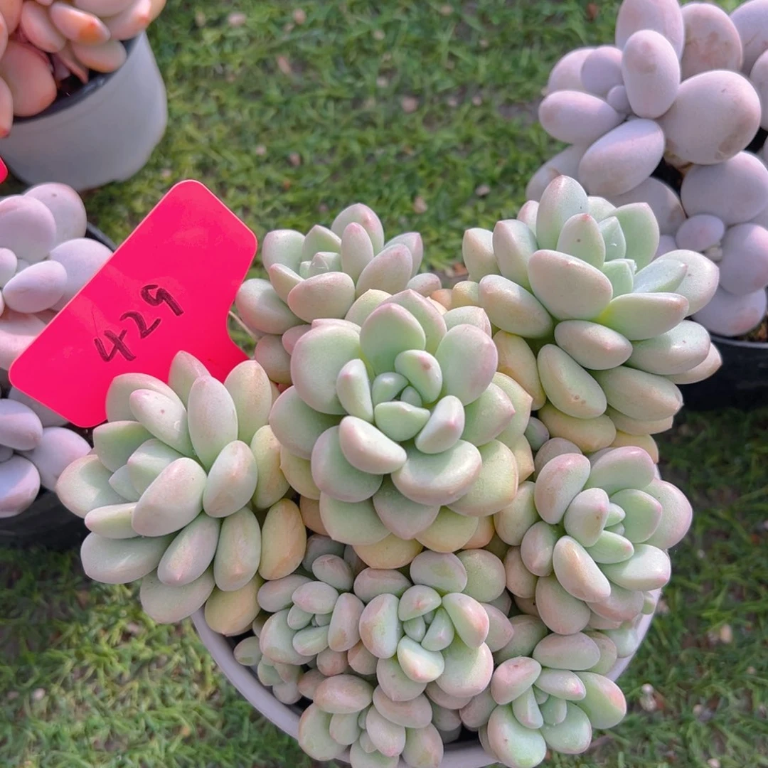 福利来了来啦来啦来啦