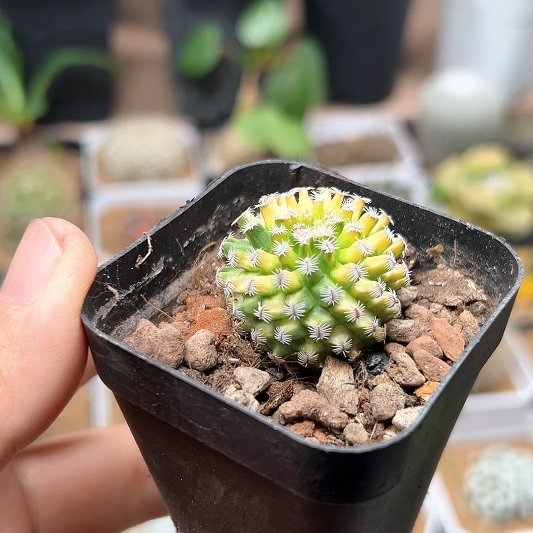 无花朵海胆娇丽自根母本