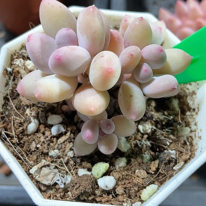 多肉植物彩虹999