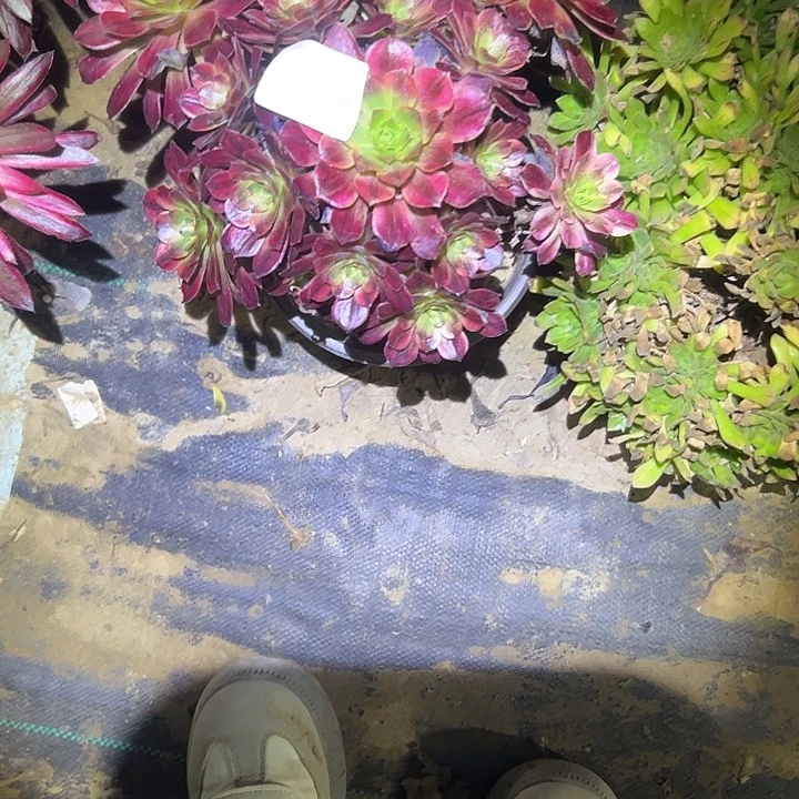 夕***好多肉法师植物链接41