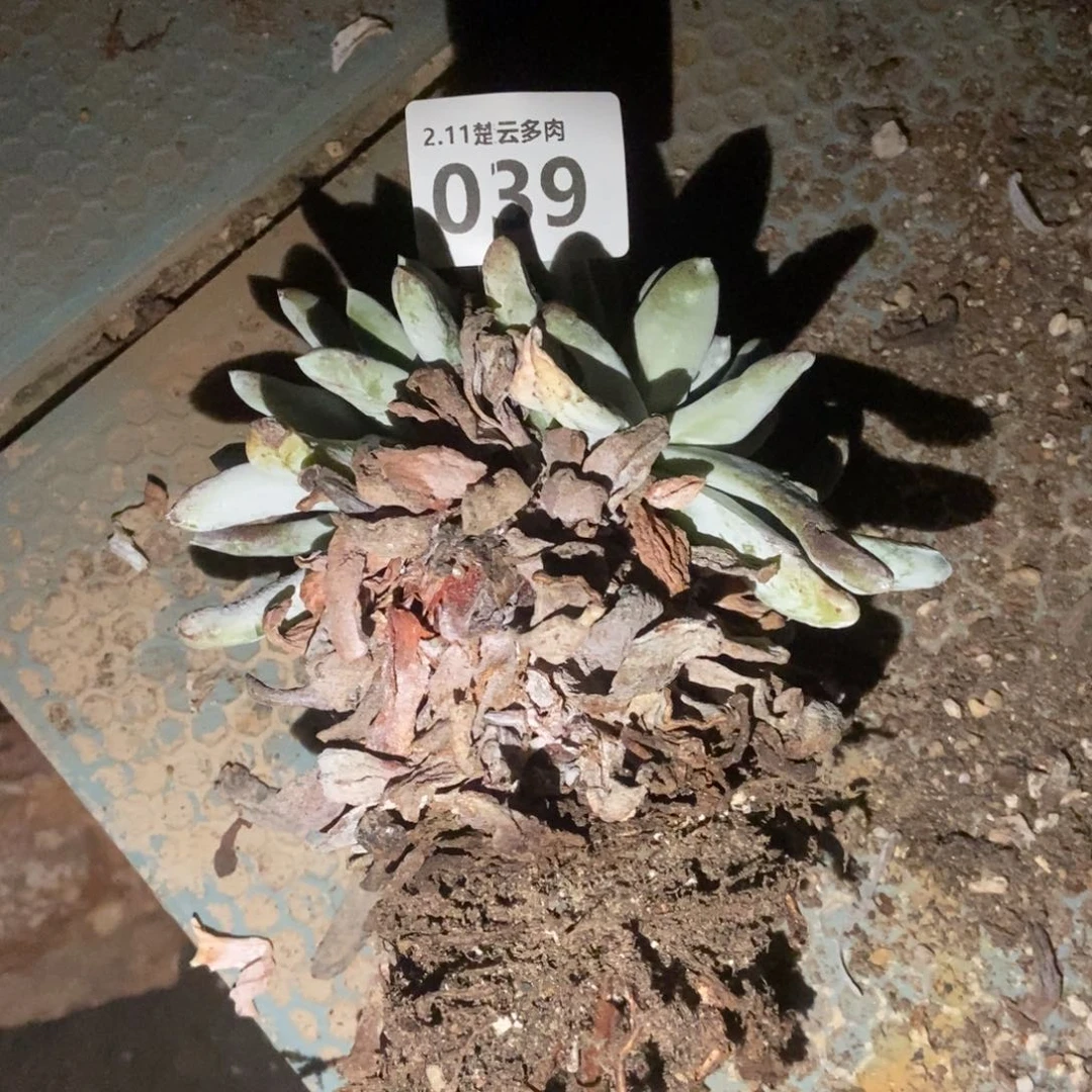 039多肉植物啦哦啦啦啦啦