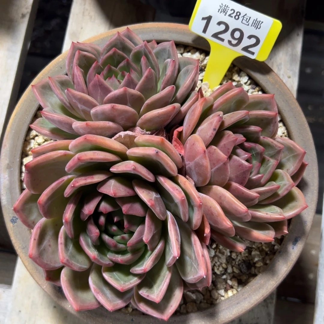 1292拉菲香槟，有砍，冠服17