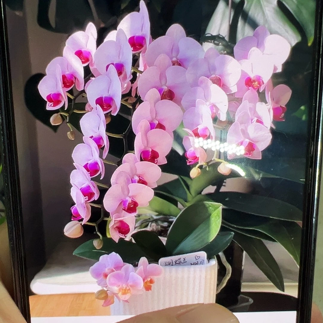 当前无花栽培后可以开花杭州美女3.0苗子，