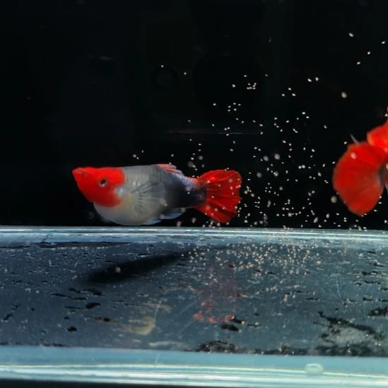 孔雀鱼深海蓝贵族一对