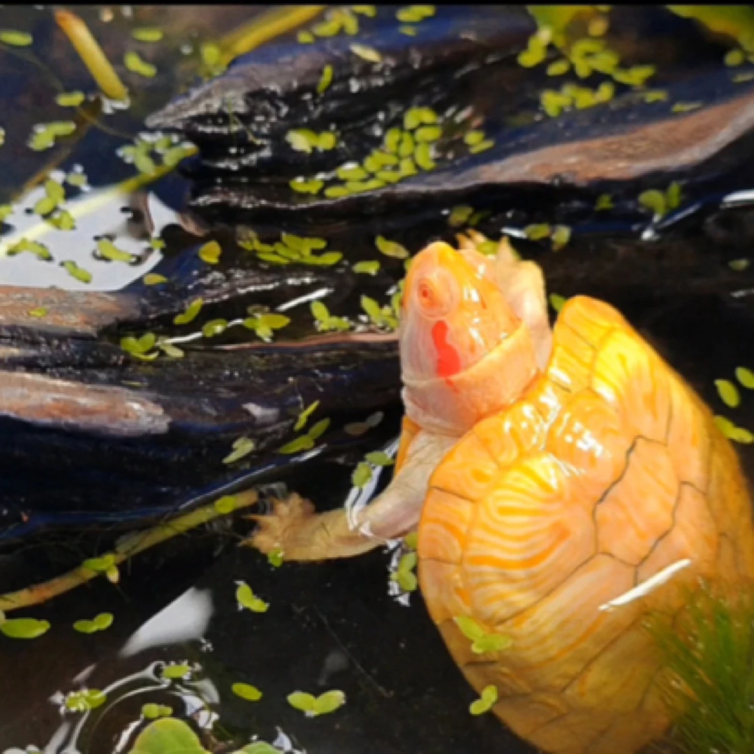 (直播专用)草龟错甲麝香白巴黑巴变异田黄果冻泡沫箱加热包