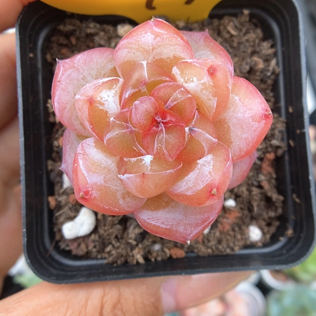 星河可拍949号。