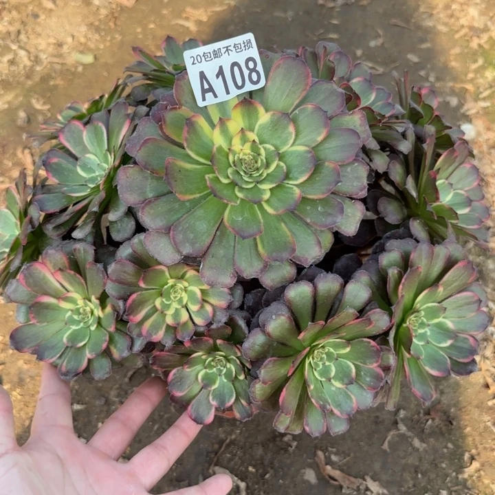 黑金刚……多肉植物……