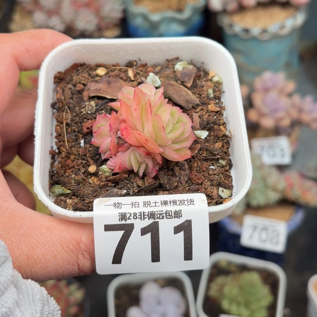 冰玫瑰无盆土发货