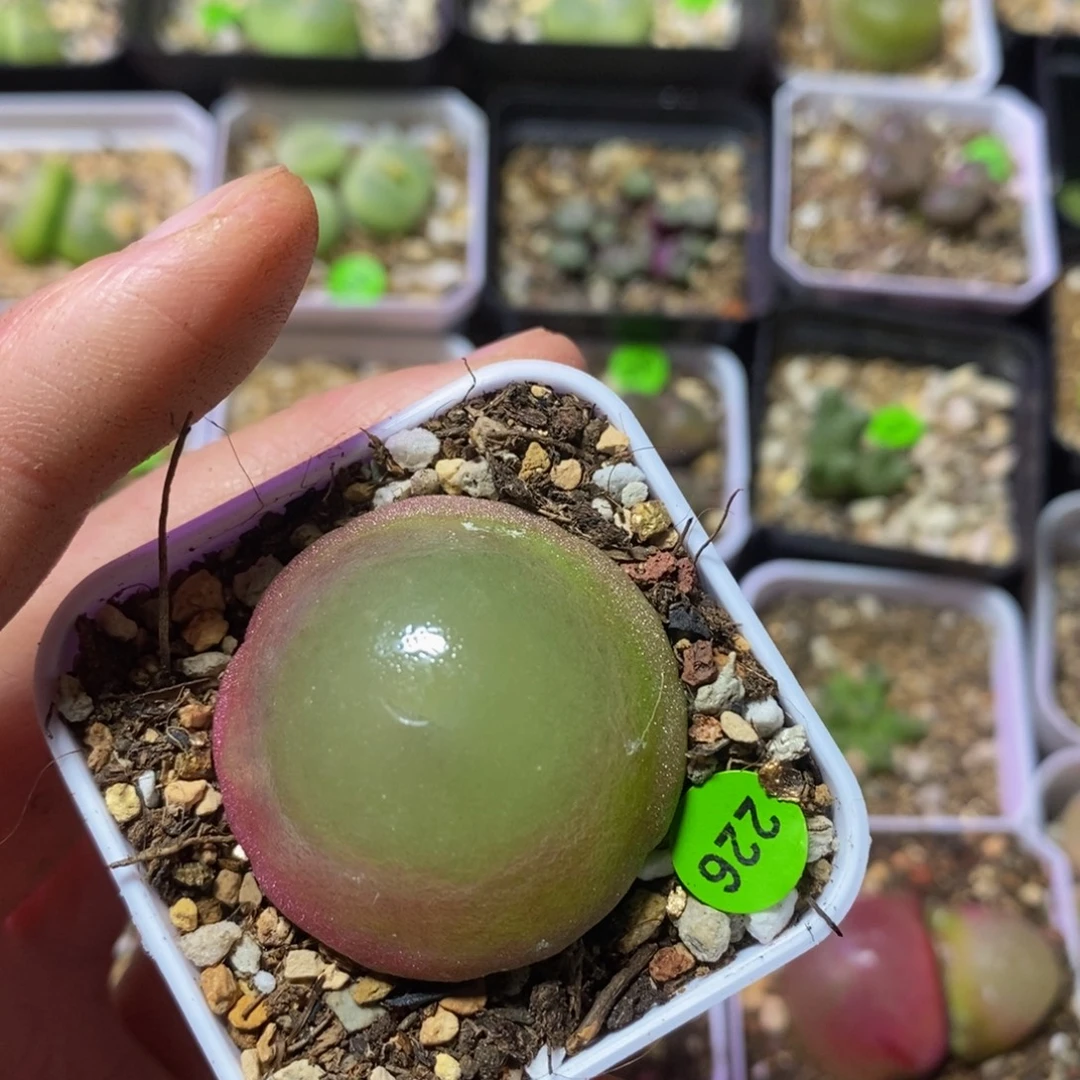 灯泡3.5多肉植物226