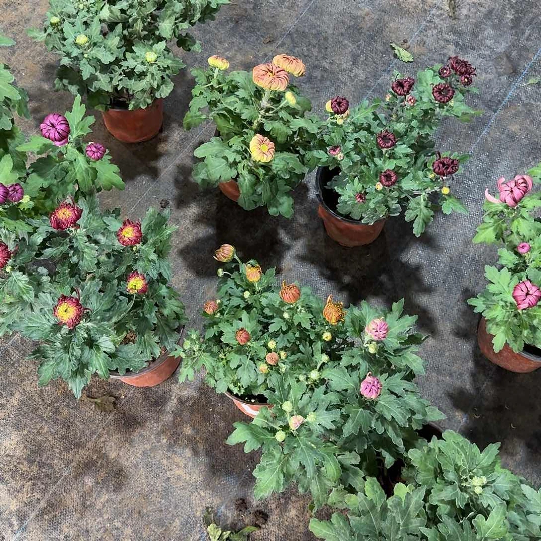 大部分花苞少量开放