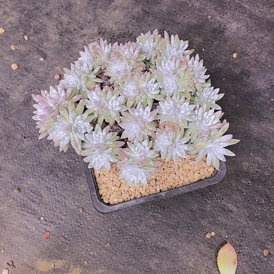 ?***人白菊多肉植物群