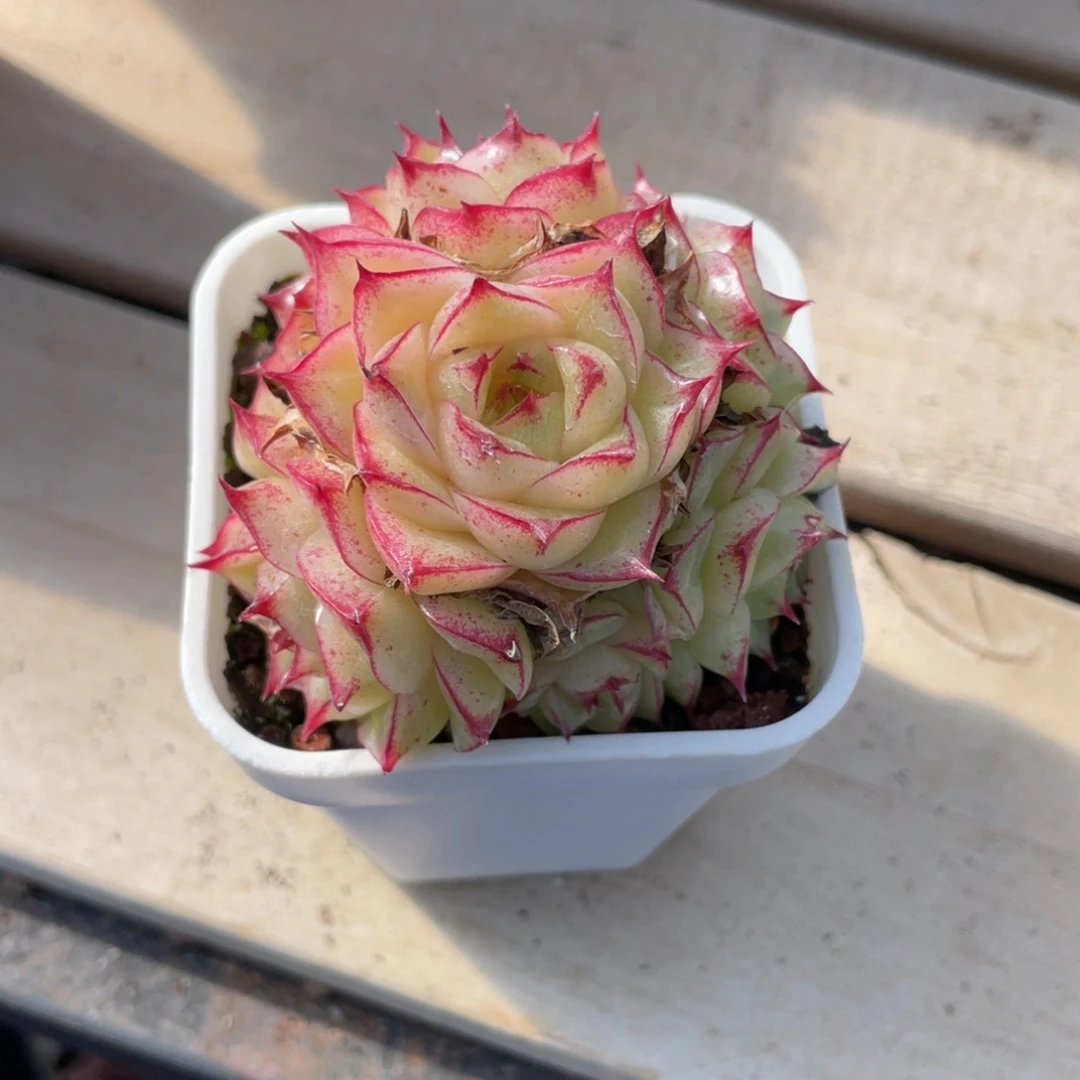 嘉嘉寄养优选手捧花麦杆1661