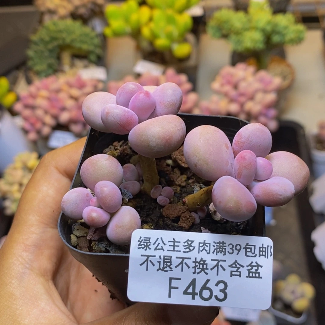 463腰子桃蛋多肉4c m