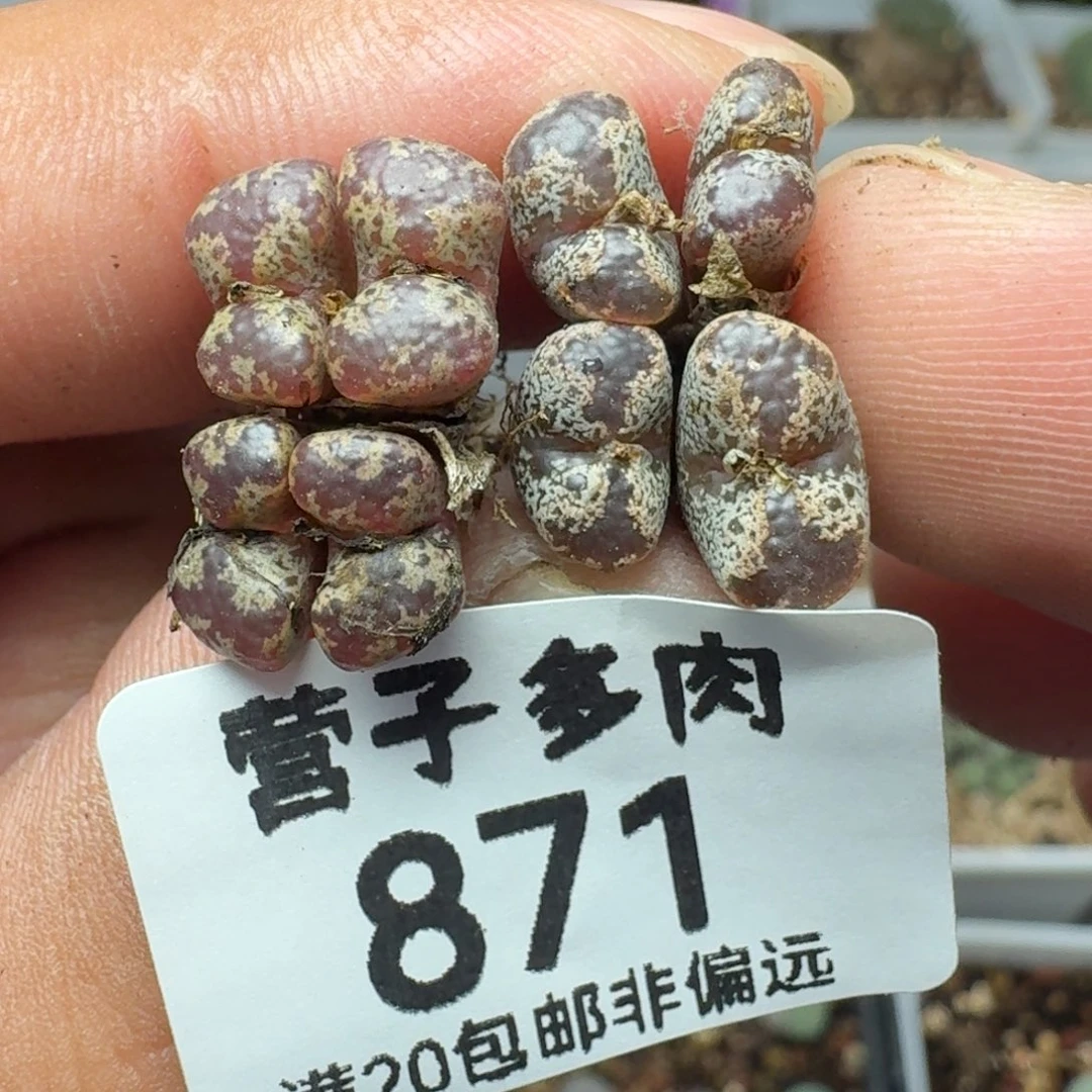 福利     蝴蝶勋章
